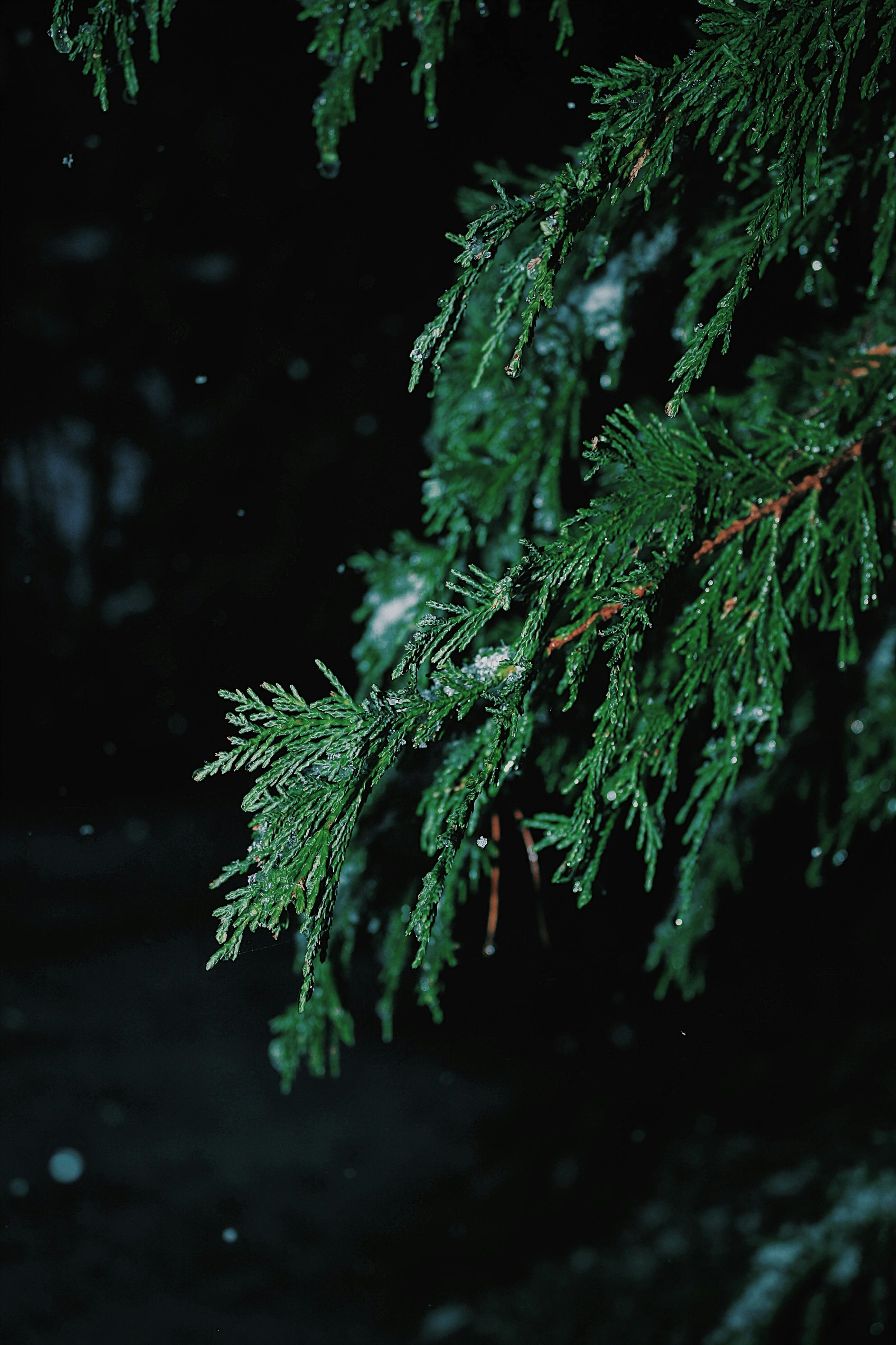 露水点缀的常绿针叶树枝在夜景中被细致捕捉，展现出自然之美与宁静氛围