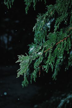 露水点缀的常绿针叶树枝在夜景中被细致捕捉，展现出自然之美与宁静氛围