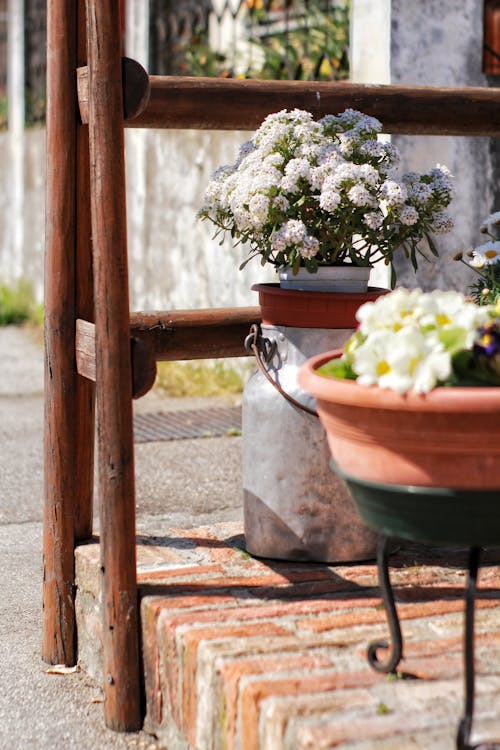 Close up of Potted Plants