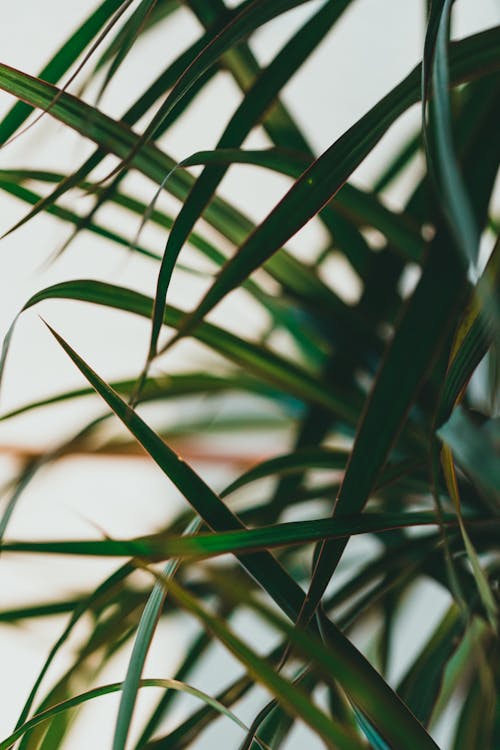 Close-Up Shot of Green Leaves