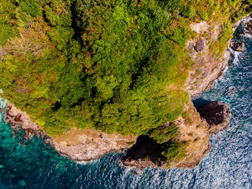 Árvores De Folhas Verdes Ao Lado Do Rio