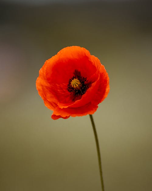 Free Close-Up Shot of an Orange Poppy in Bloom Stock Photo