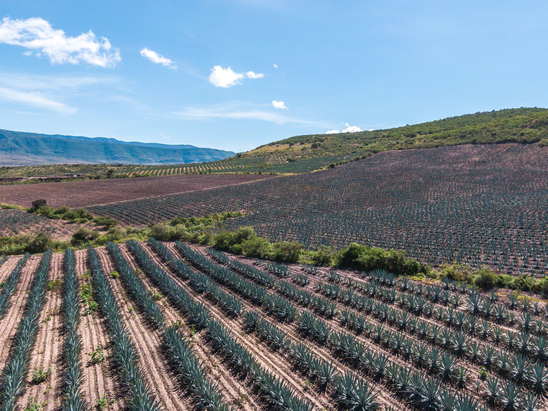 Stunning aerial photo of agave fields near Santiago Matatlán, Oaxaca, under a clear blue sky.