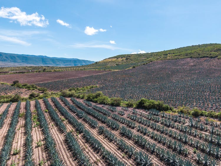 Drone Shot Of An Agave Field