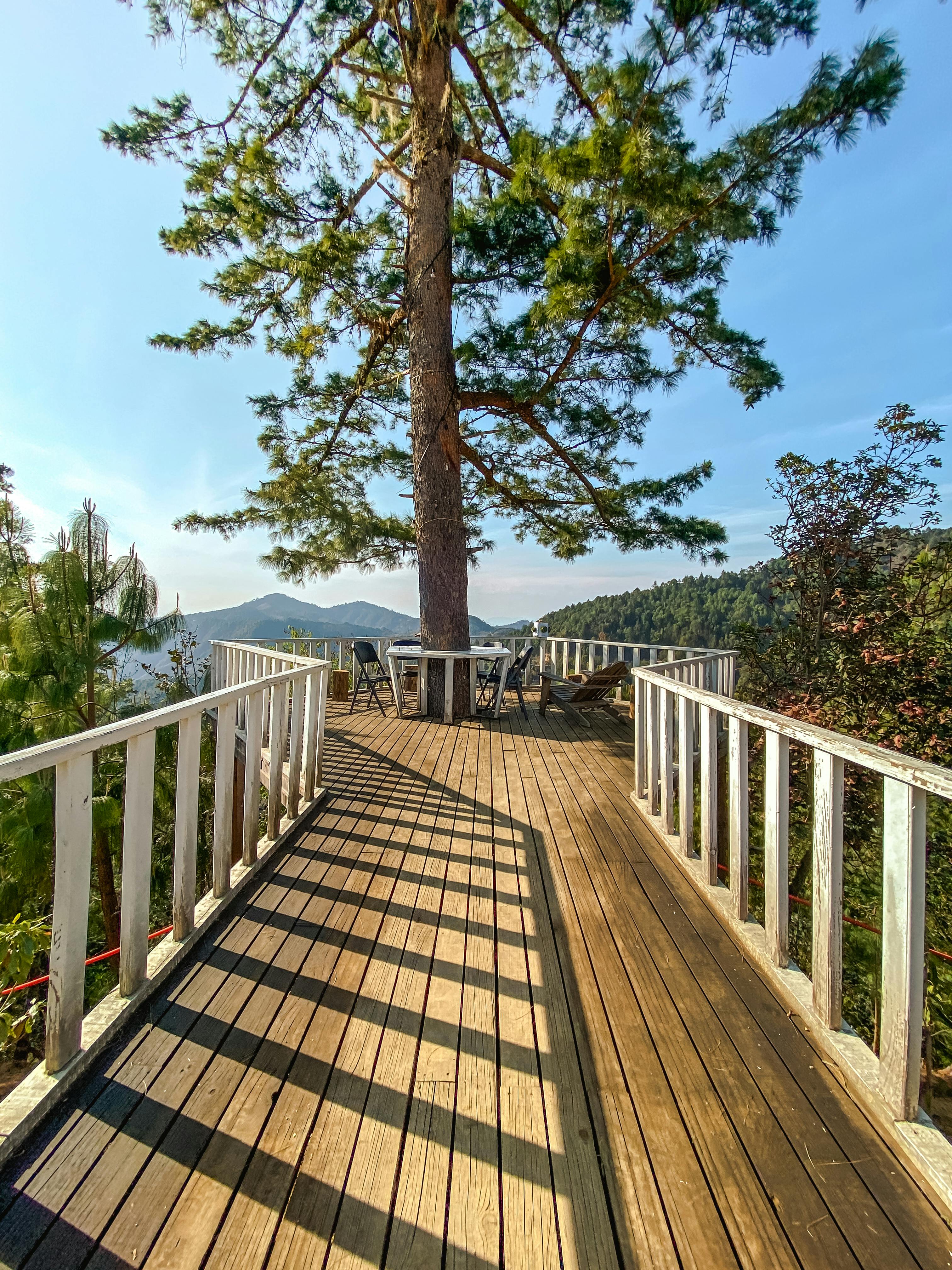 a walkway leading to a tree at a scenic deck