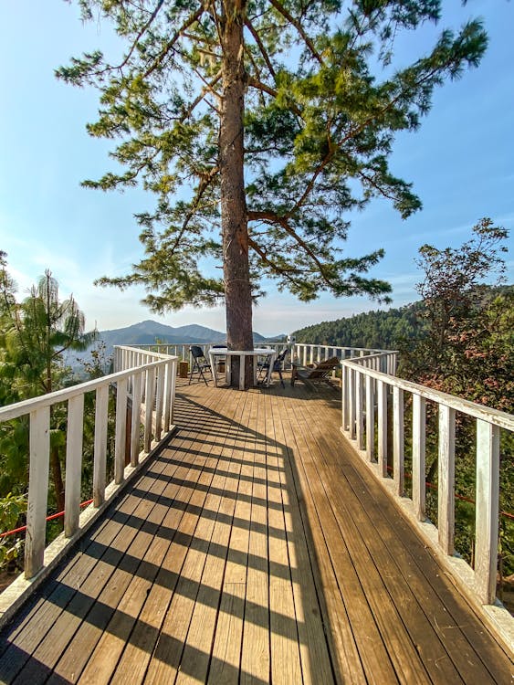 A Walkway Leading to a Tree at a Scenic Deck