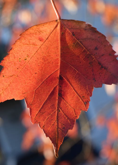 A Close-up Shot of a Maple Leaf