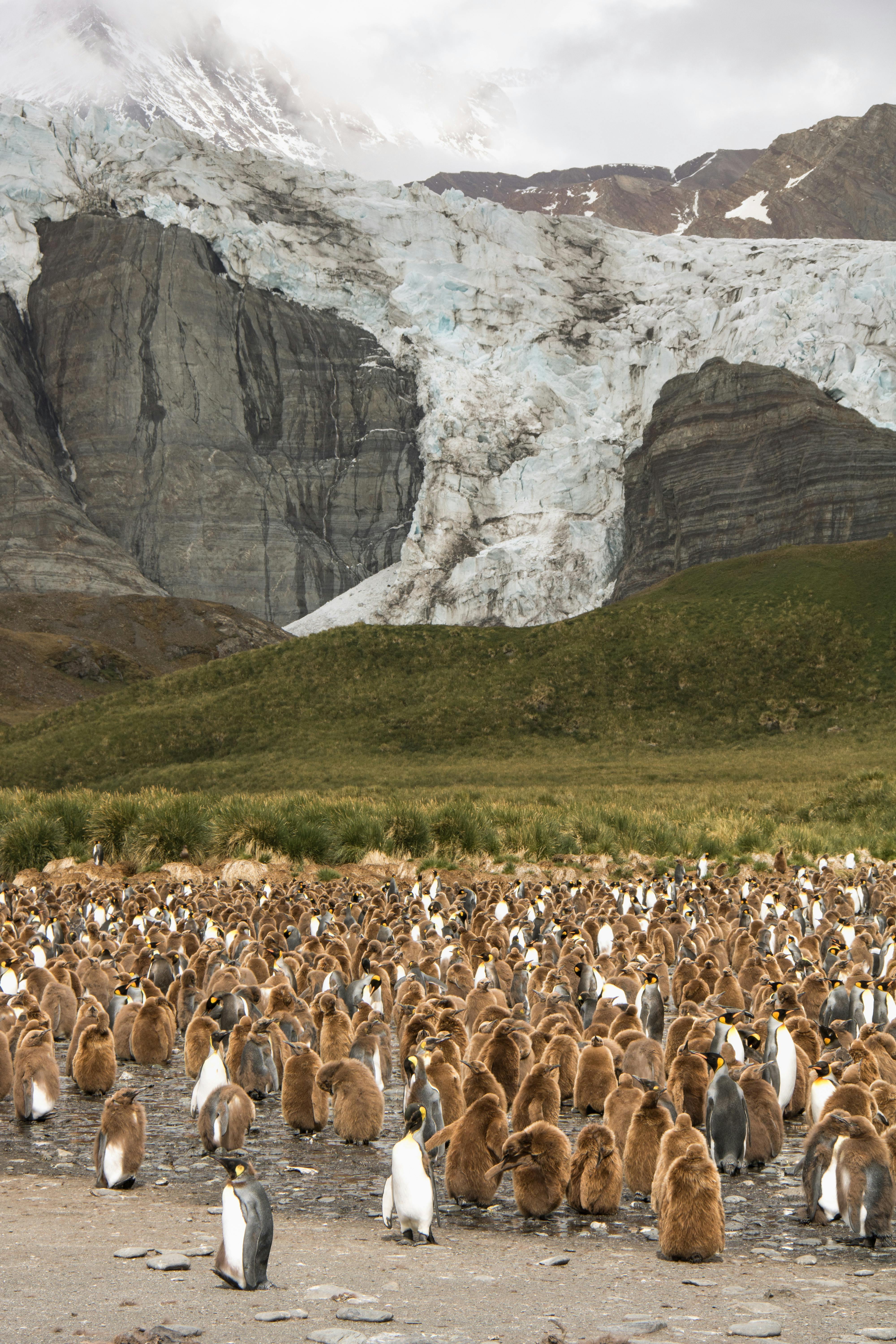 a waddle of king penguins