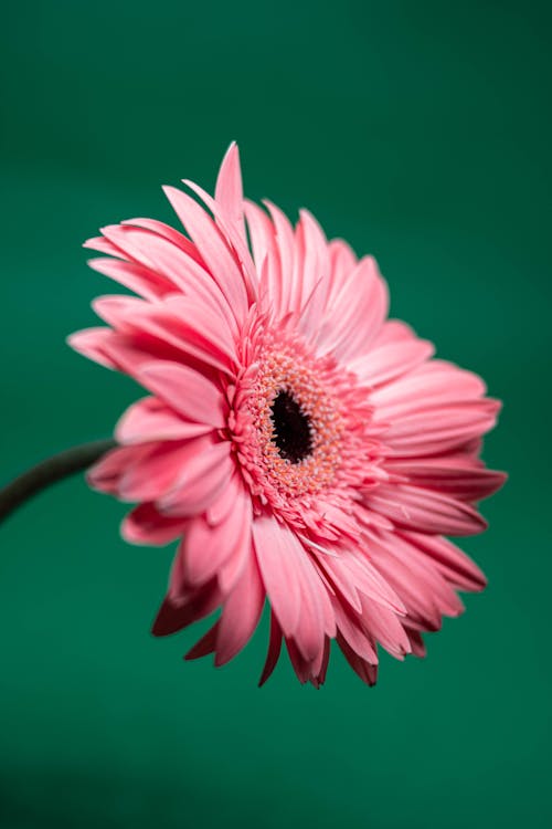 Free Pink Gerbera Flower in Bloom Stock Photo
