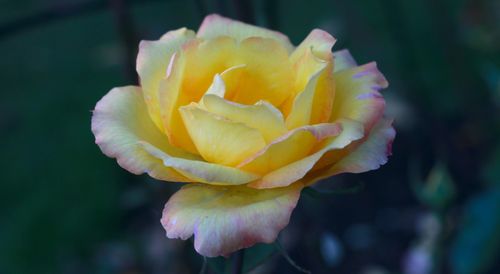 Free Yellow Rose Stock Photo