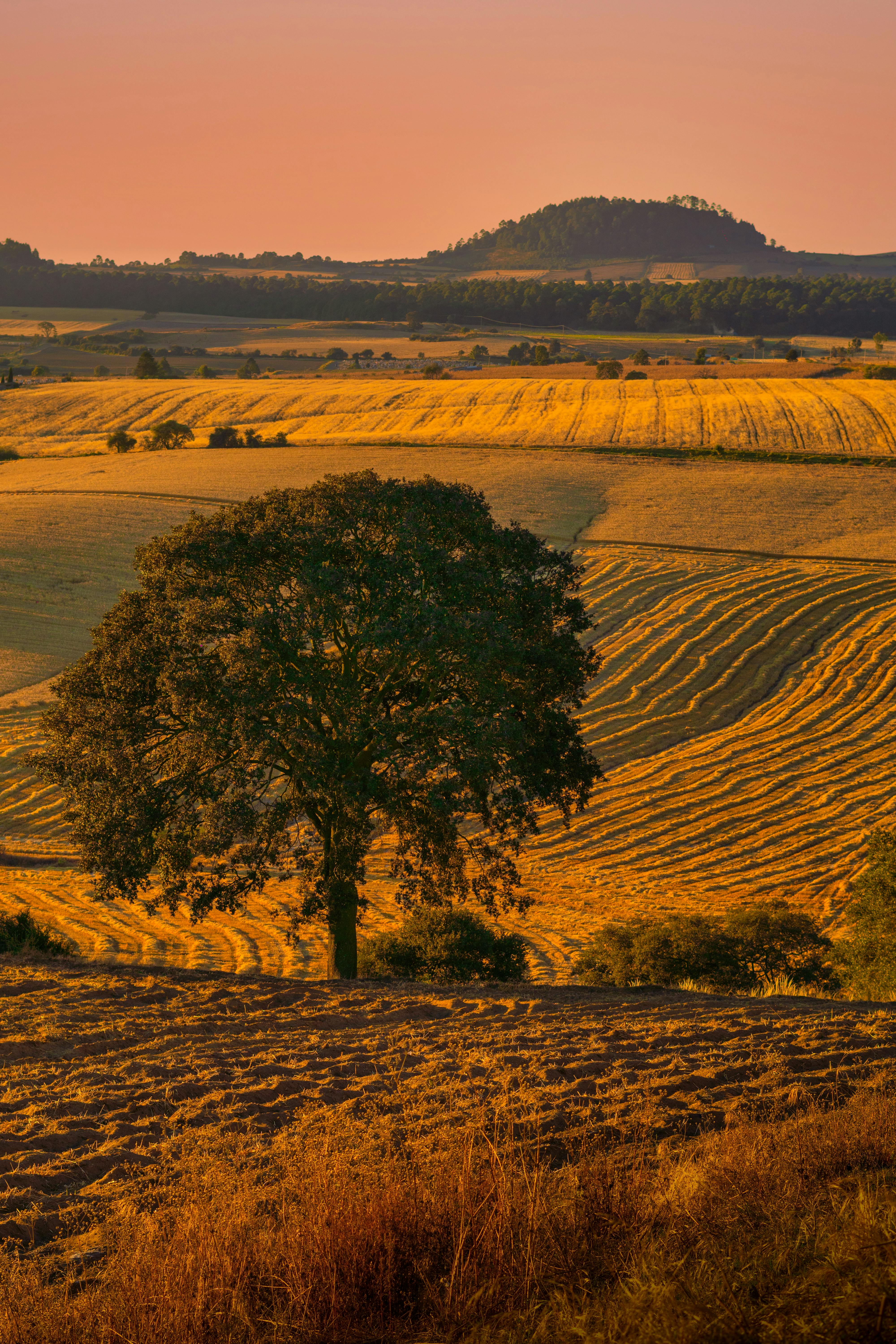 A solitary tree in a golden field at sunset in Ciudad de México, Mexico