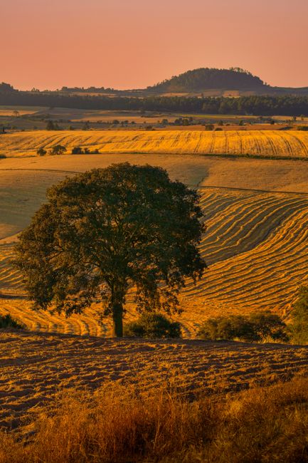 A solitary tree in a golden field at sunset in Ciudad de México, Mexico
