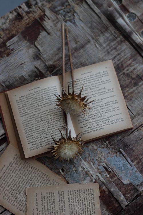 Free Open vintage book and dried flowers on rustic wooden surface for a classic aesthetic. Stock Photo