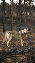 White and Brown Wolf on Brown Grass Field