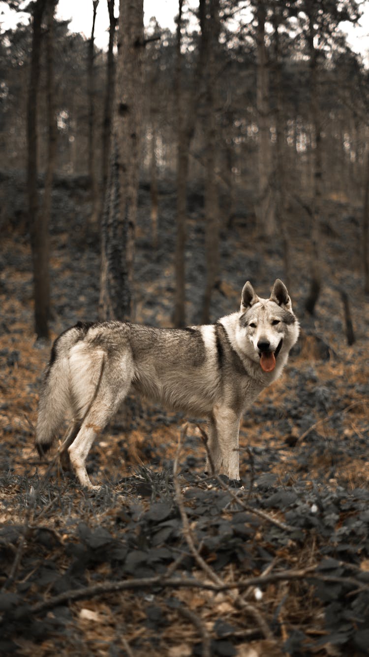 A Gray Wolf In The Forest