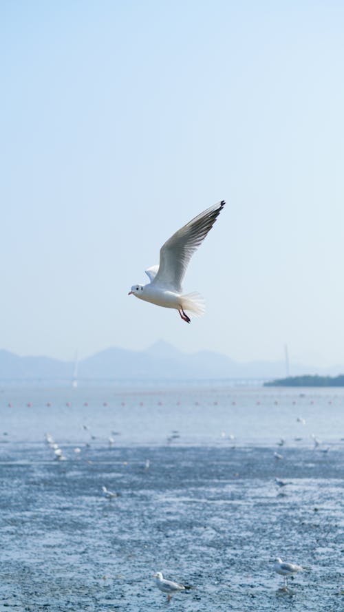 White Bird Flying over the Sea