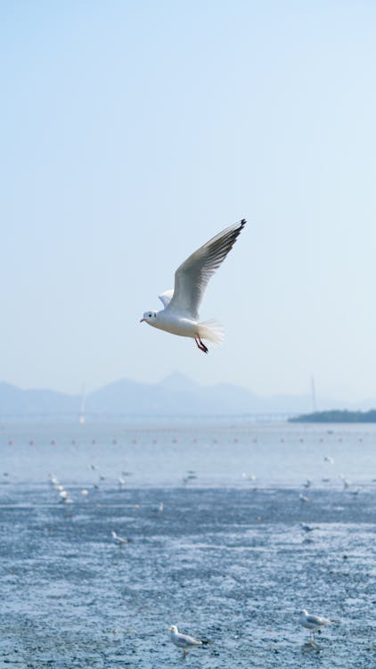 Ücretsiz deniz, deniz kuşu, dikey atış içeren Ücretsiz stok fotoğraf Stok Fotoğraflar