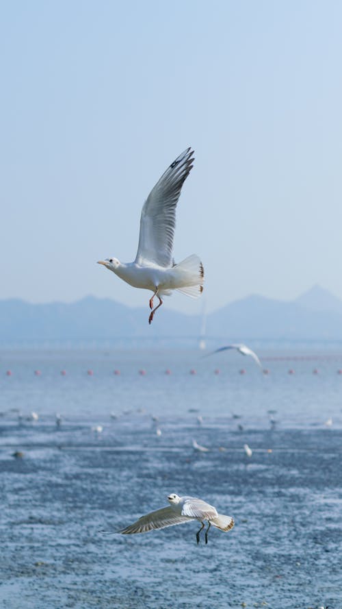 Kostnadsfri bild av fåglar, flygande, hav