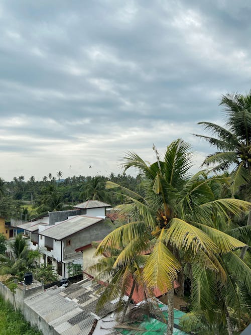 Buildings Among Tropical Palms 