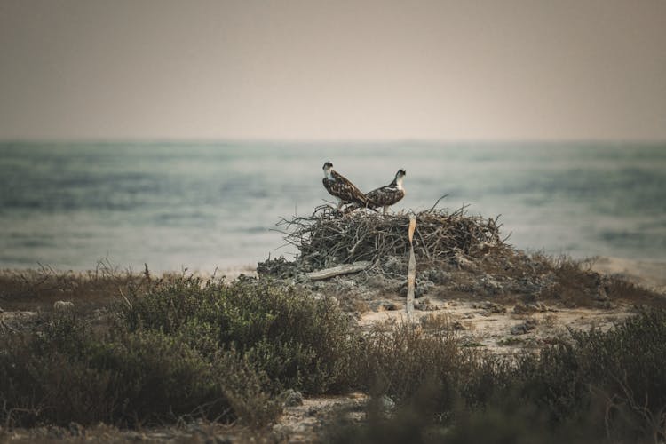 Birds Perched On A Nest Near A Body Of Water