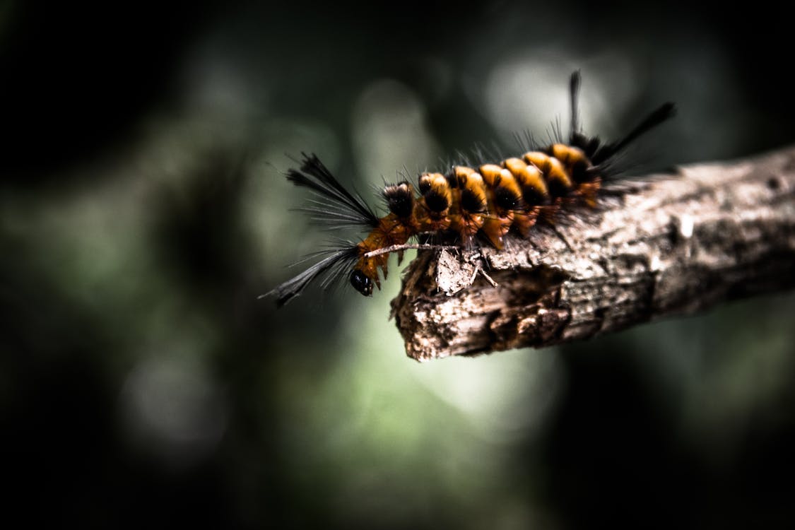 Shallow Focus Photography Di Brown E Black Worm