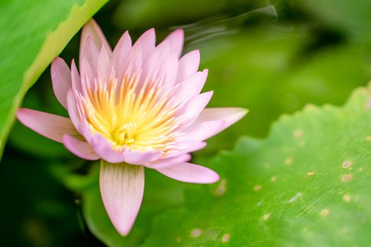 Pink Flower in Bloom