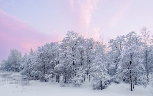 冬季, 大雪覆蓋, 天性 的 免費圖庫相片