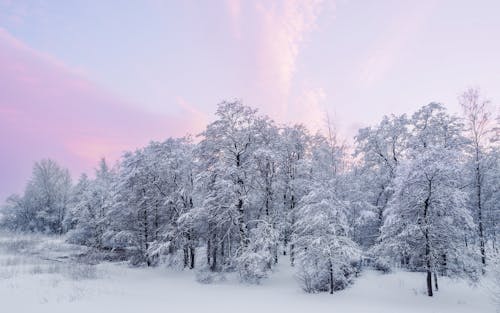 Безкоштовне стокове фото на тему «дерева, засніжений, зима»