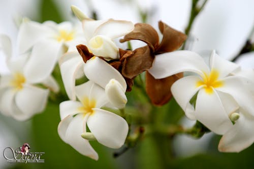 Free stock photo of beautiful flowers, flowers, white flower