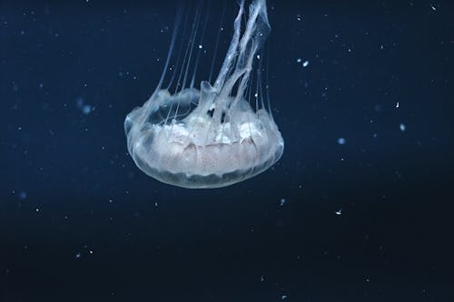 Fotografia Subaquática De Medusas