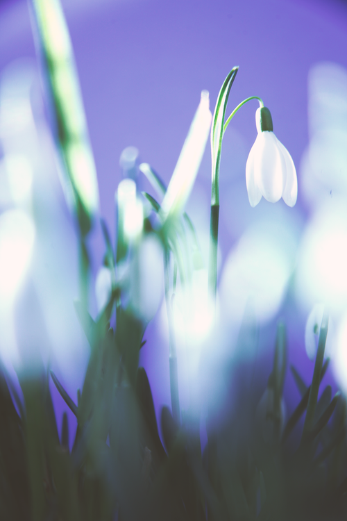 Free Elegant white snowdrop flower standing against a dreamy purple backdrop with depth of field effect. Stock Photo