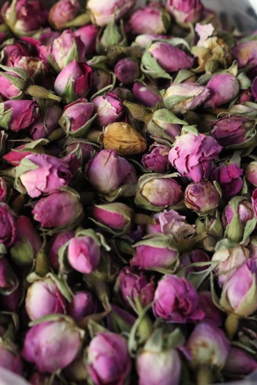Photo of Dried Roses · Free Stock Photo