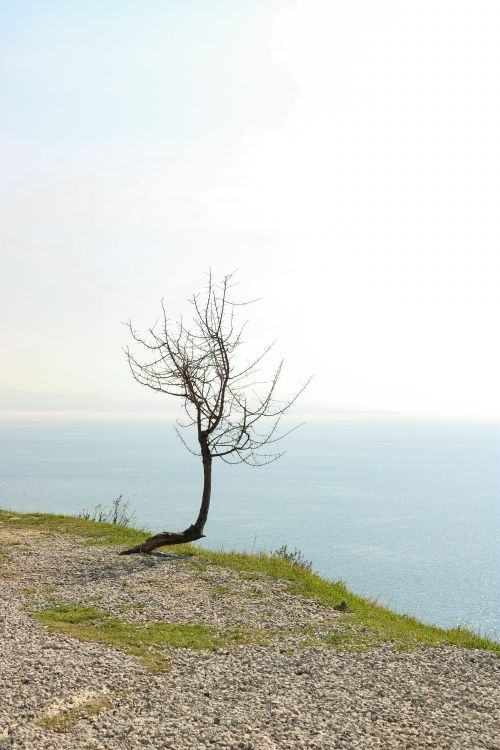 Free A lone leafless tree stands on a cliff edge against a serene ocean backdrop. Stock Photo