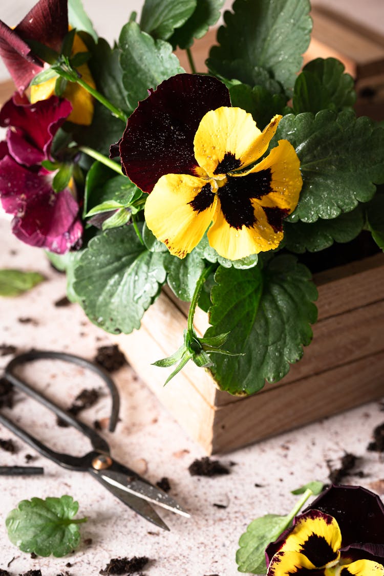 Close-up Of Wet Garden Pansy Flower 