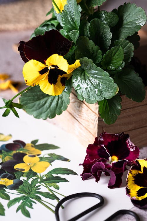 Yellow and Purple Pansies Growing in Wooden Flowerpot