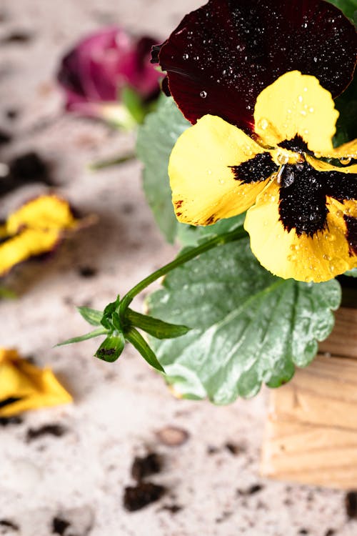 Free Close Up Photo of a Yellow Flower Stock Photo