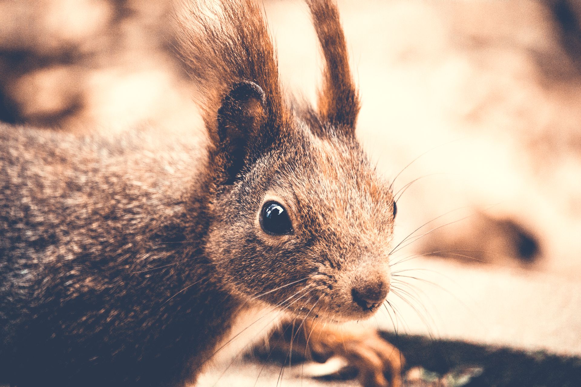 Closeup Photography of Rodent
