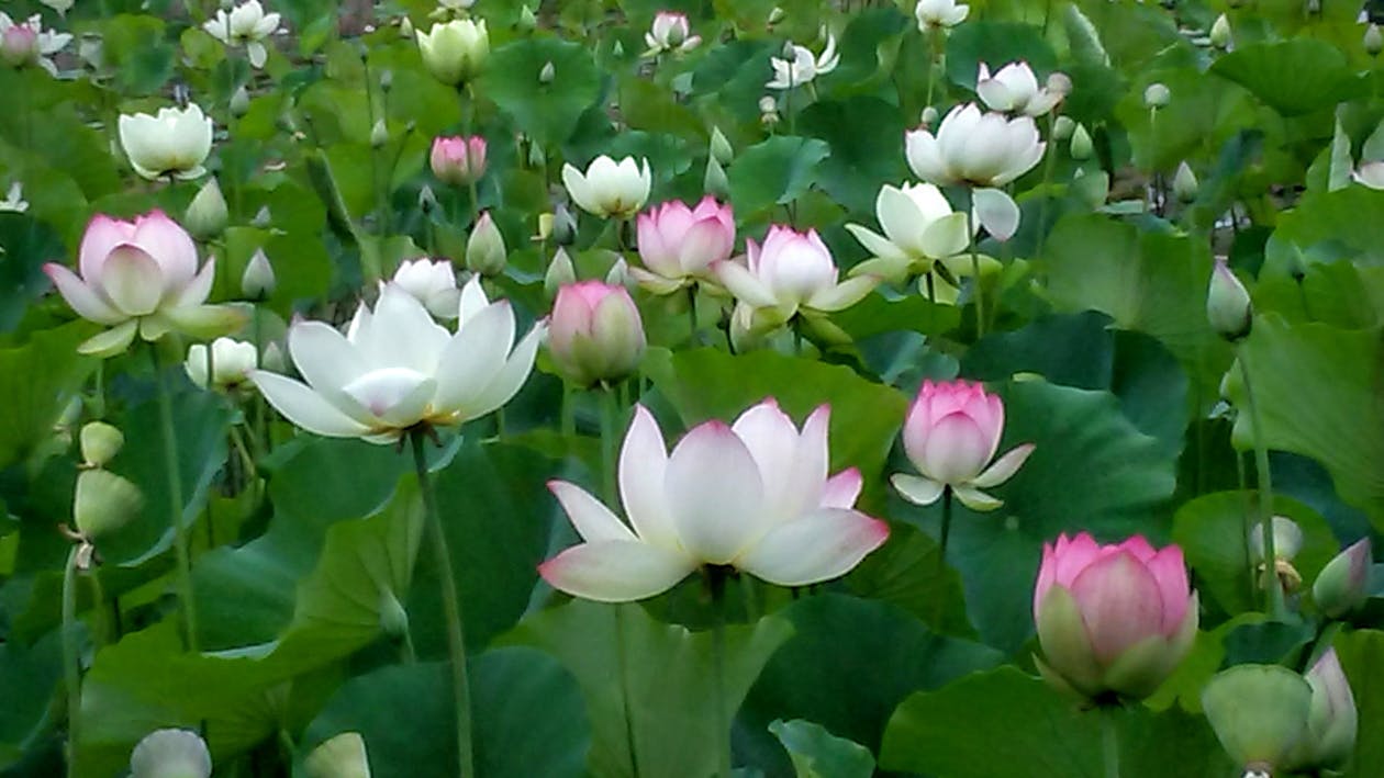 エコーパーク ハスの花 蓮の無料の写真素材