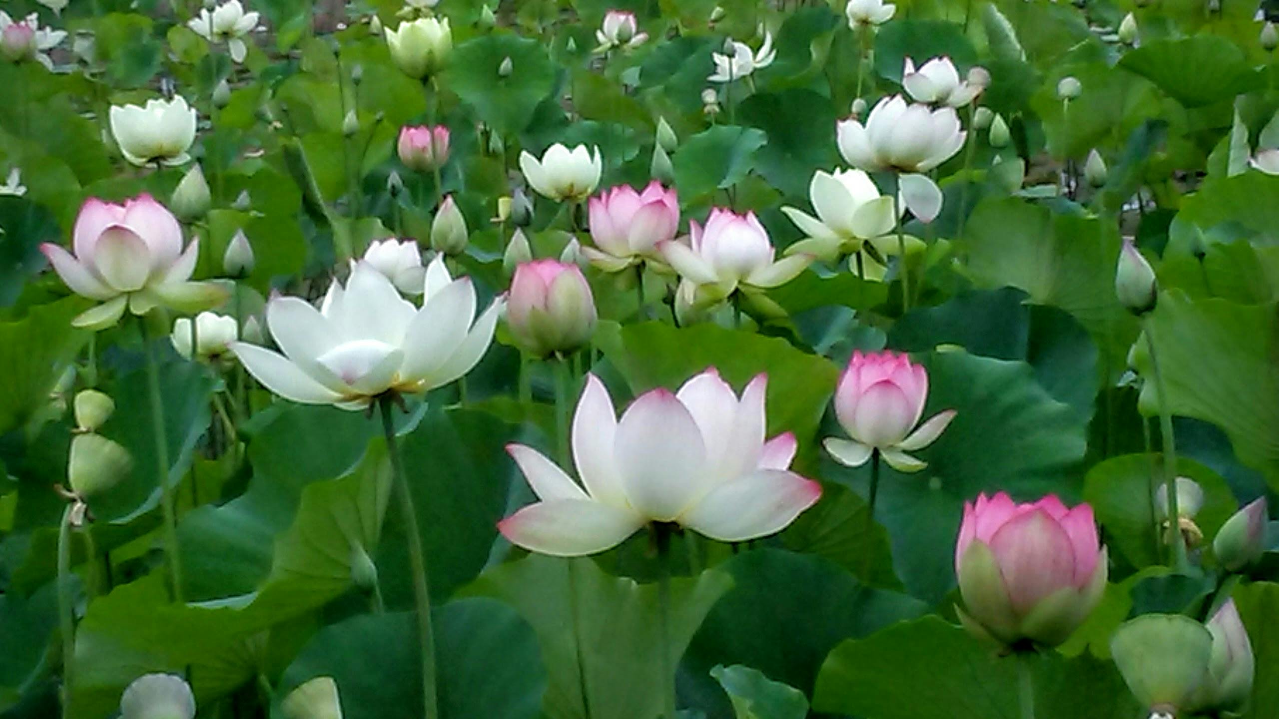 Foto Stok Gratis Tentang Bunga Teratai Lotus Taman Echo