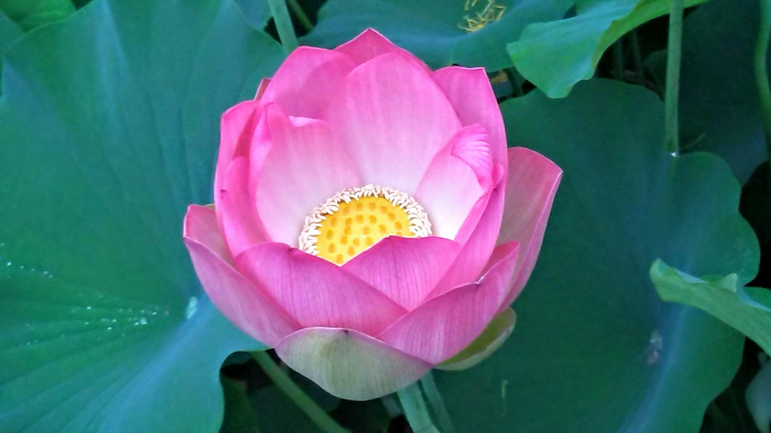 エコーパーク ハスの花 蓮の無料の写真素材 エコーパーク ハスの花 蓮の無料の写真素材