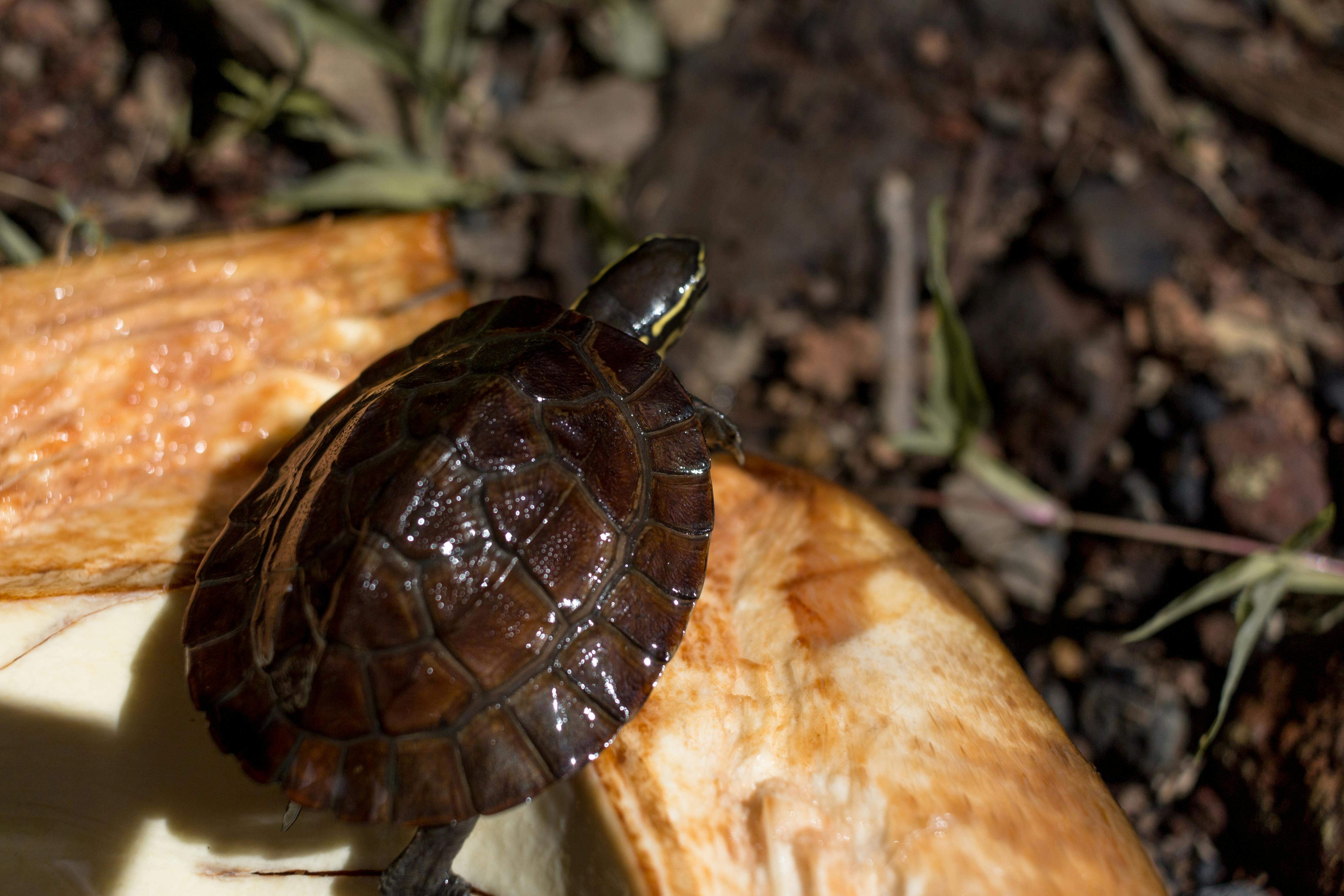 Free stock photo of pawikan, shell, turtle