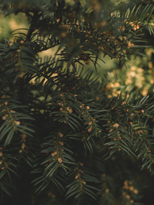 Green Leaves with Flowers in Close Up Photography