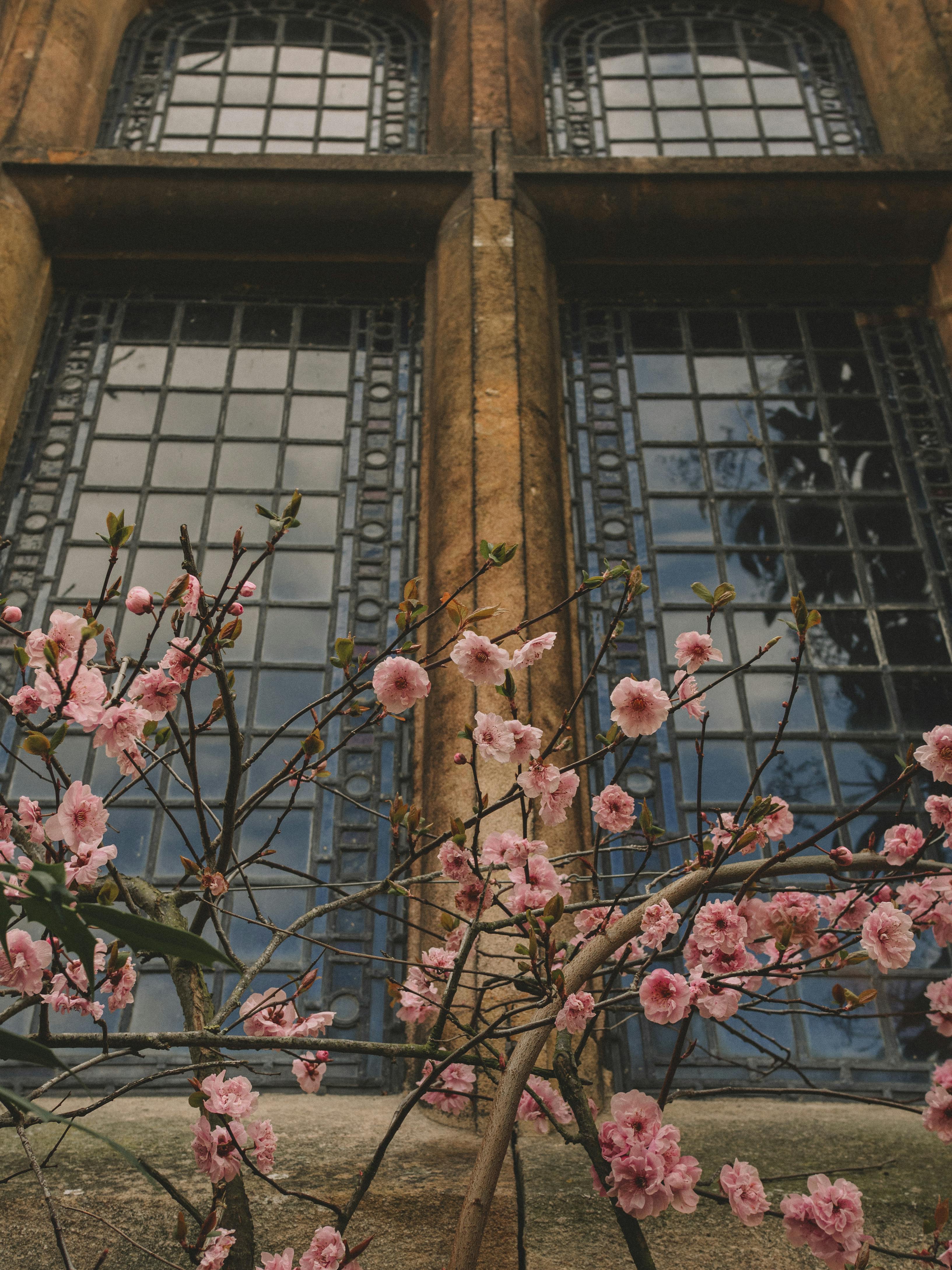 Blooming pink flowers against ornate historic building windows.
