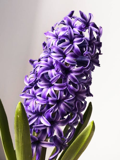 Free Close-Up Shot of Violet Hyacinth Flowers Stock Photo