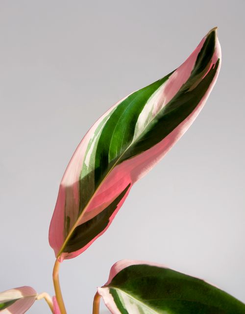 Free Close-up view of a Stromanthe sanguinea leaf with green and pink variegation, isolated on a neutral background. Stock Photo