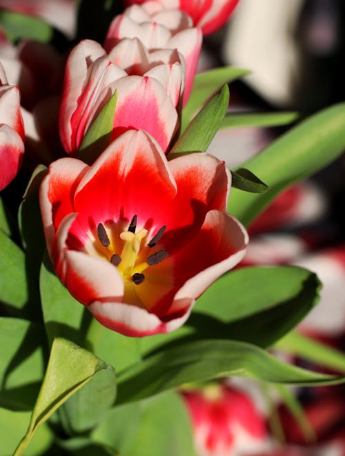 Kostenloses Stock Foto zu blumenphotographie, blüte, flora