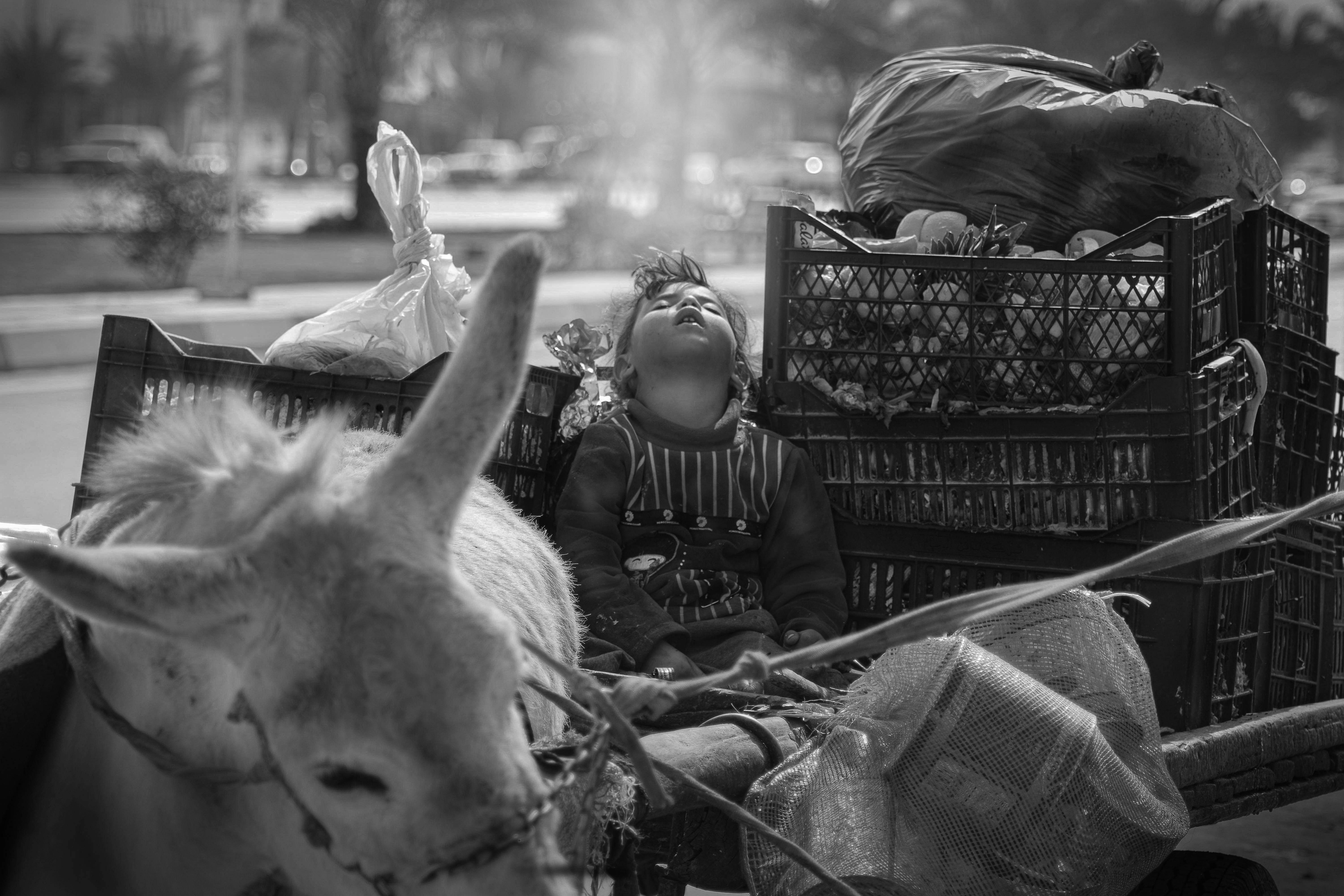 A child sleeps on a donkey cart filled with goods, under the sun in rural Iraq.