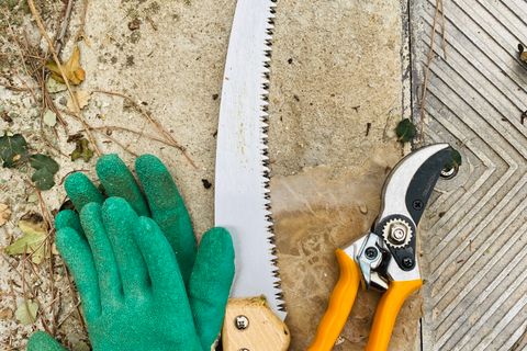 Gloves, a pruning saw and secateurs laid out