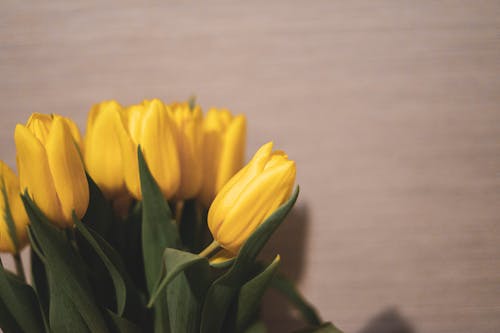 Close-Up Shot of Yellow Tulips