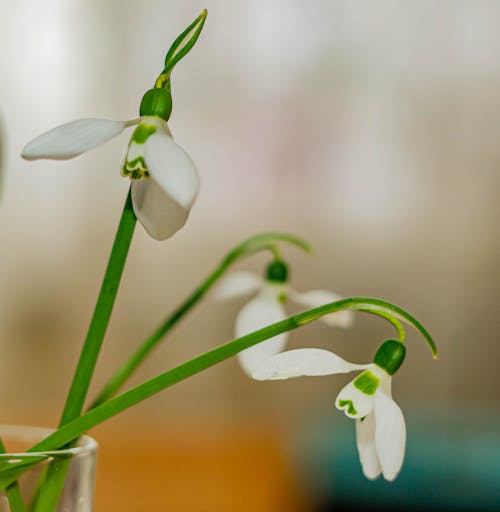 A Close-Up Shot of Snowdrop Flowers